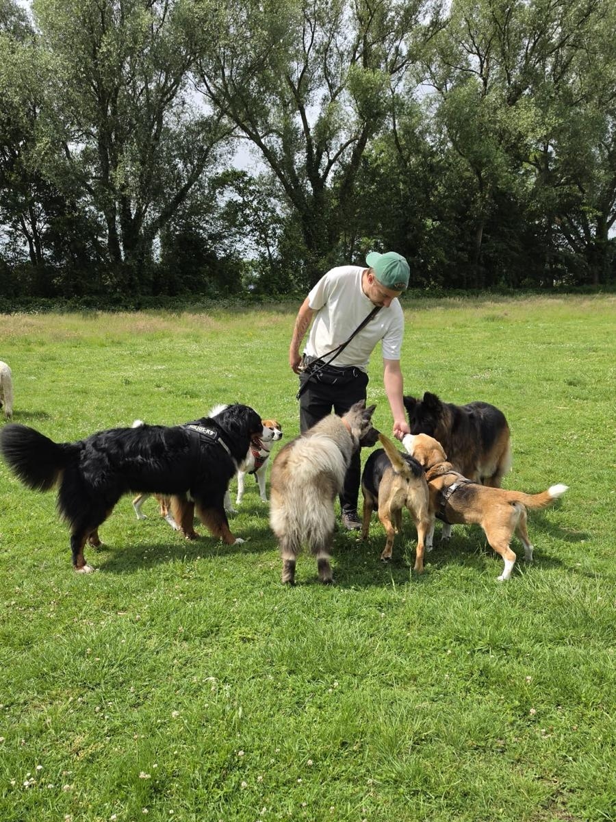 Honden samen op pad
